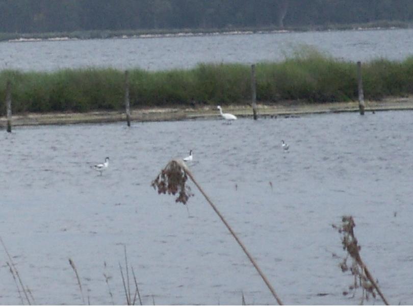 lago di Fogliano al  Parco del Circeo